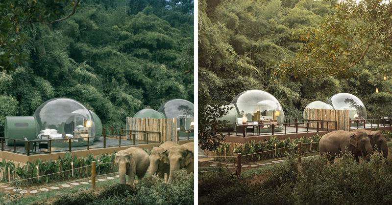 Отель с прозрачными номерами в естественной среде обитания слонов