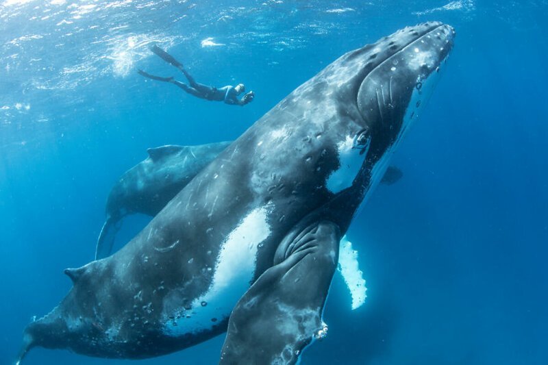 Как фридайверы плавают с китами