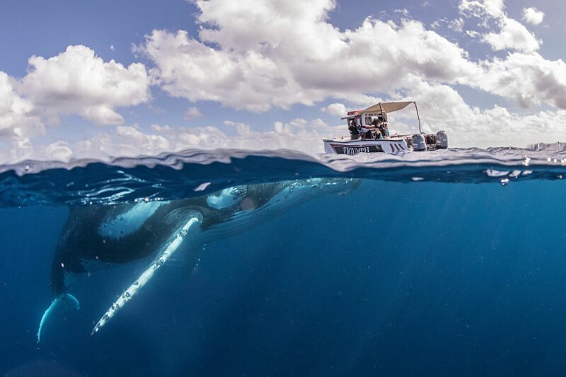 Как фридайверы плавают с китами