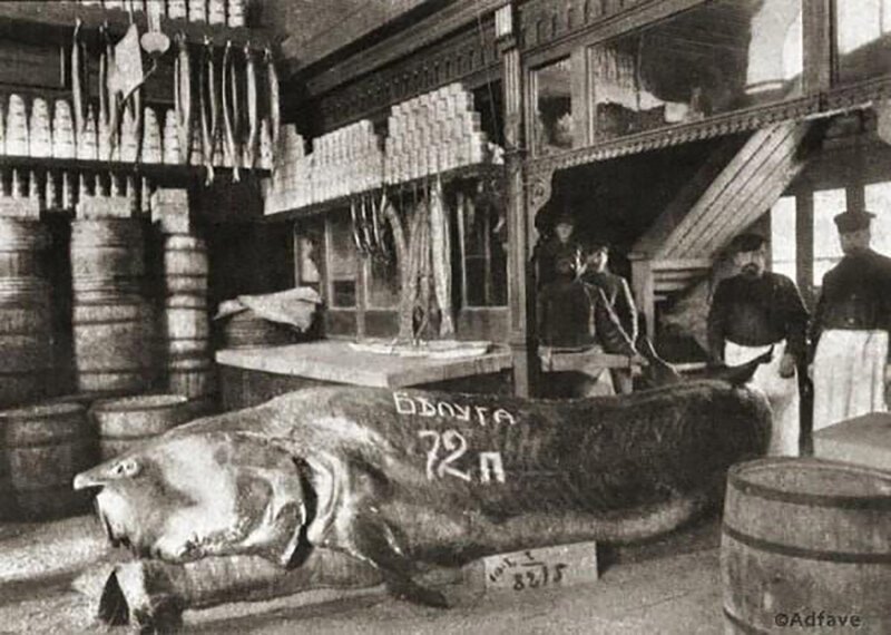Белуга, выловленная в Каспии, 1910-е. Выставлена в магазине В. Ф. Бобкова на Балчуге. Весила 1152 кг (72 пуда) 