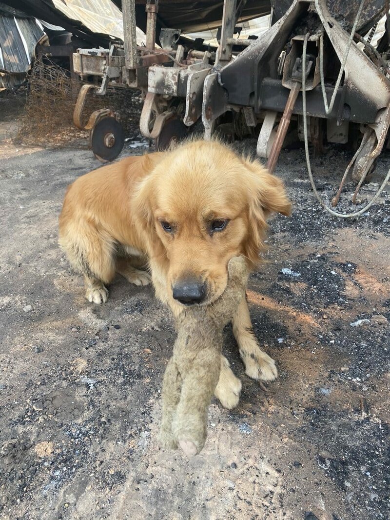 Оказалось, что пожар пощадил игрушку собаки семьи Загами