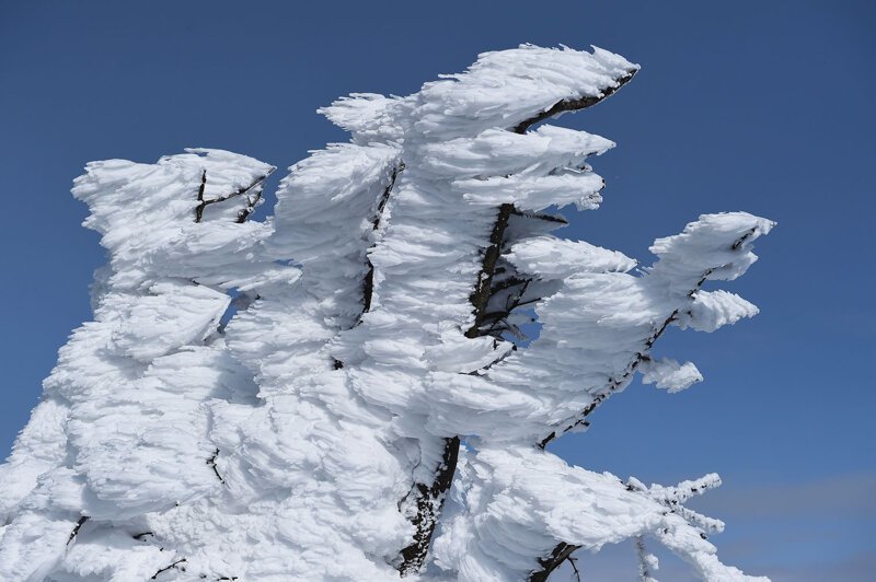 Cнежные монстры на горе Дзао в Японии