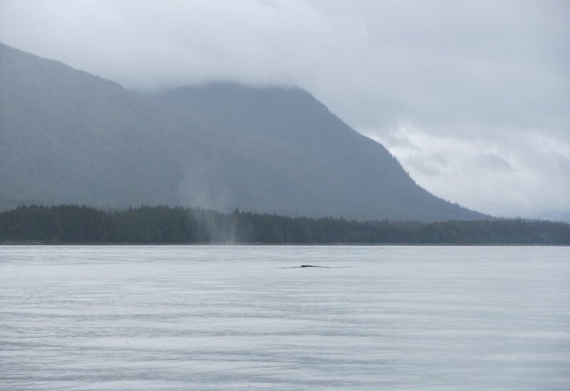 Аляска. Джуно. Живая природа, наблюдение за китами и полёт на легкомоторном самолёте