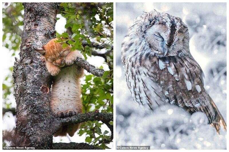 Детеныш рыси, отдыхающий на дереве, и спящая в снежном лесу сова