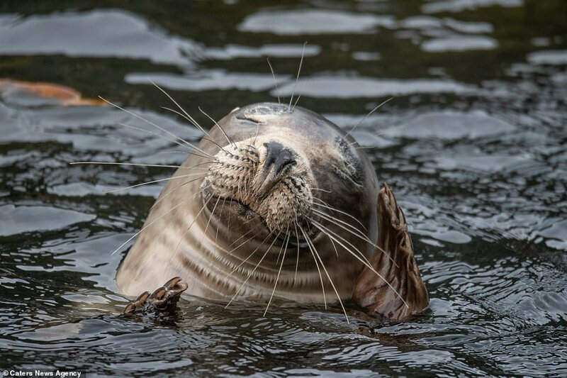Когда тюлени спят в воде, они делают это в вертикальном положении; их тело, за исключением головы, погружено в воду. Дремлет при этом только половина их мозга, в то время как другая половина остается готовой к любой потенциальной опасности