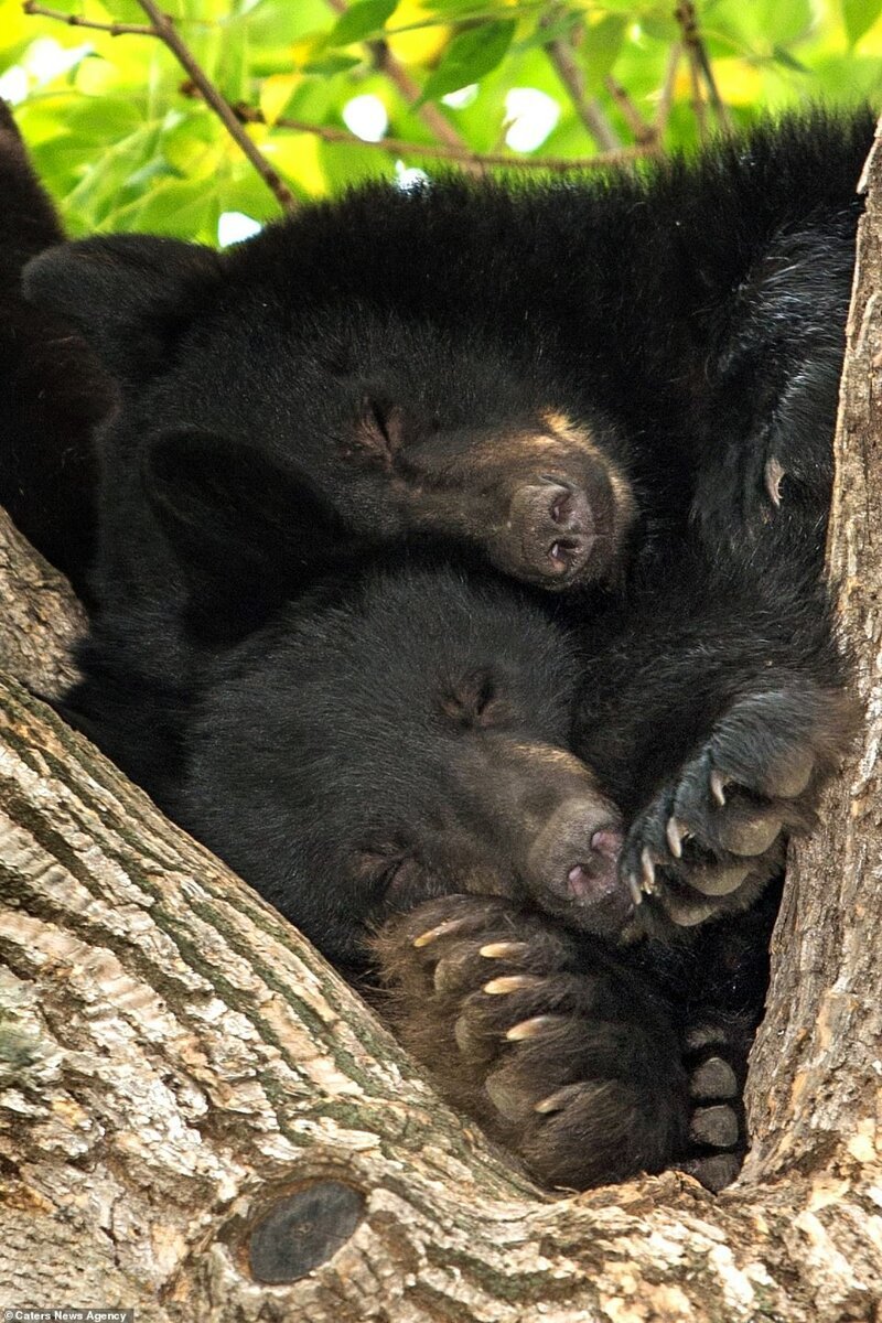 В зимние месяцы черные медведи впадают в спячку примерно на 7 месяцев, чтобы избежать холода. В это время они не едят, не пьют и не используют накопленную энергию, поскольку их метаболизм замедляется