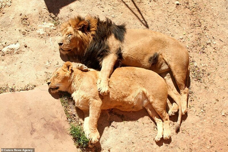 Львы, как правило, охотятся ночью, поэтому днем они в основном спят (хотя в зоопарках львы спят примерно на 5 часов меньше, чем в дикой природе)
