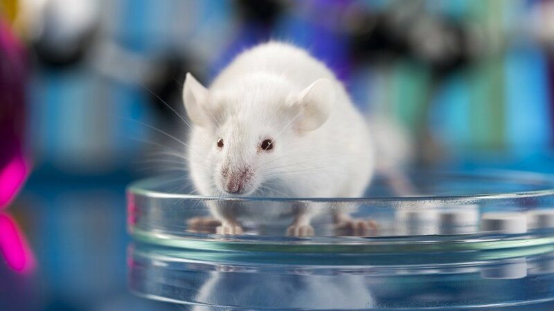 Сила феромонов: почему самки мышей сходят с ума от запаха самцов?
