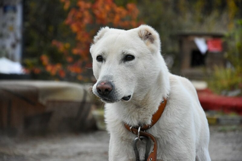 Жители Пскова помогли собаке вернуться к своей хозяйке