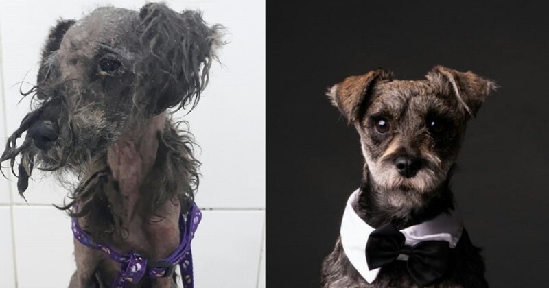 28 фотографий о том, как любовь и забота преображают бездомных собак