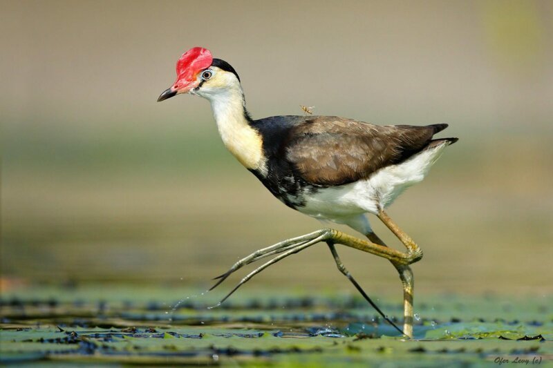 Австралийская Якана: Почему у этих птиц 5 пар конечностей?