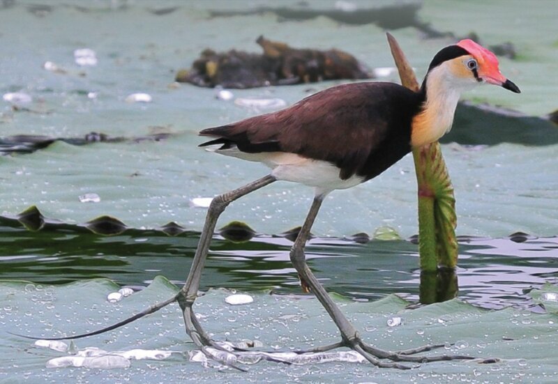 Австралийская Якана: Почему у этих птиц 5 пар конечностей?