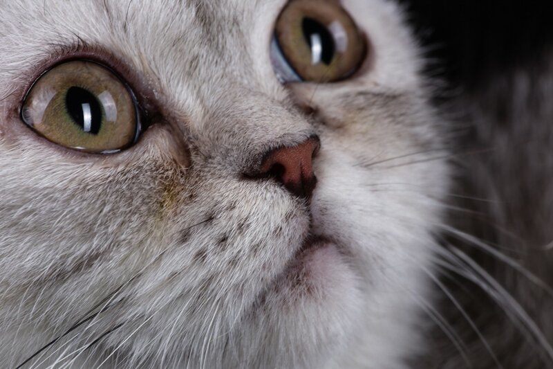 Почему у кошки слезятся глаза: причины, первая помощь, лечение и  профилактика