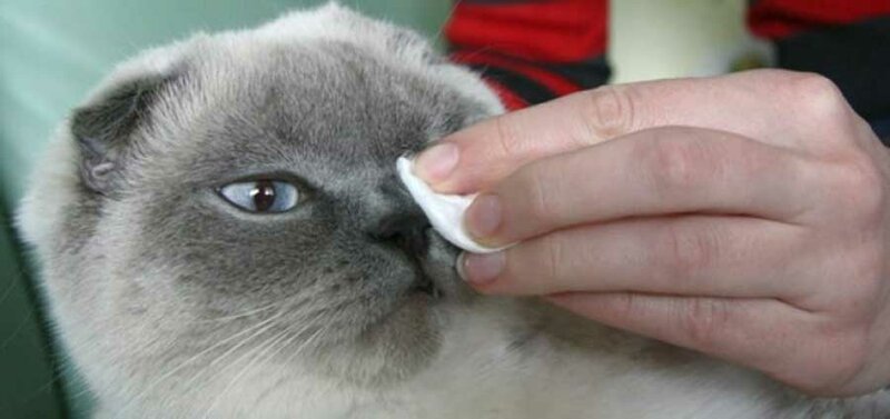 Почему кот расчесывает бровь