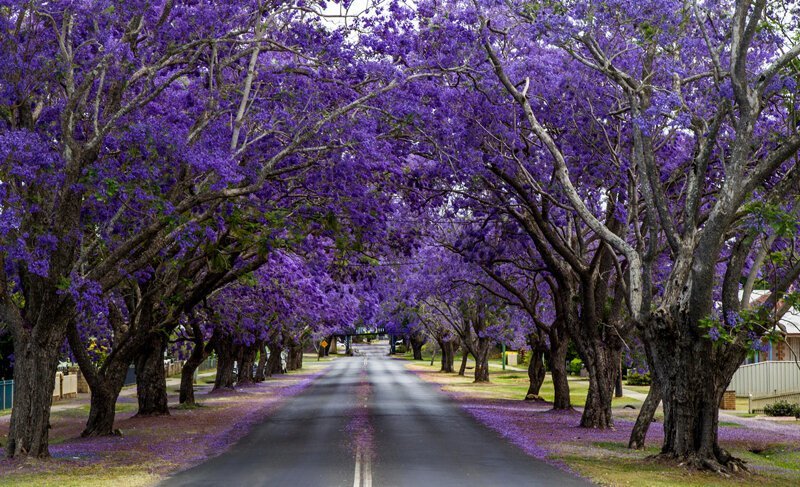 Южно-Африканская Республика. Йоханнесбург. Цветущие деревья жакаранды. (John)