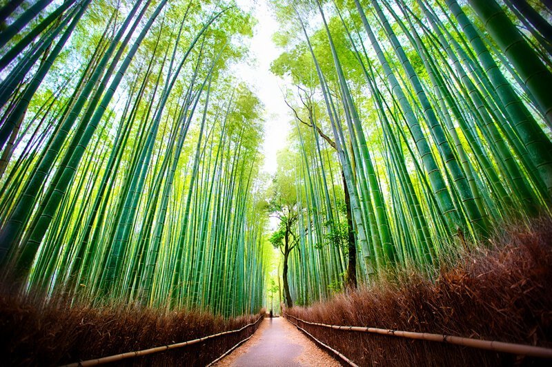 Япония. Киото. Бамбуковый лес Сагано. (Daniel Peckham)