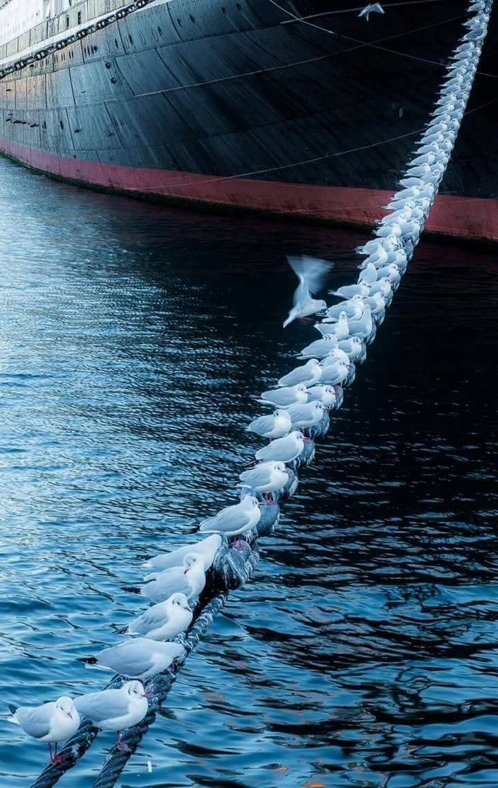 Фотоподборка от Димон за 02 февраля 2020