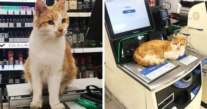 Покупатели устроили бойкот магазину, потому что оттуда выгнали кота