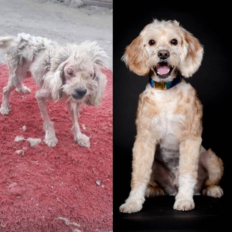 Вот что может сделать любовь и забота: 20 собак до и после спасения