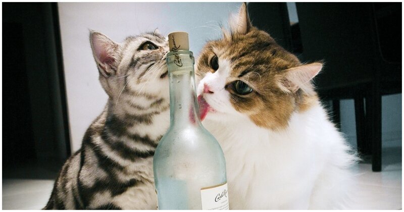 Кот устроил погром в вино-водочном отделе магазина