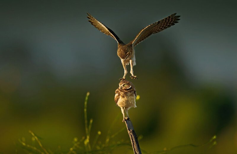 Две совы. (Фото Weizhong Qian):