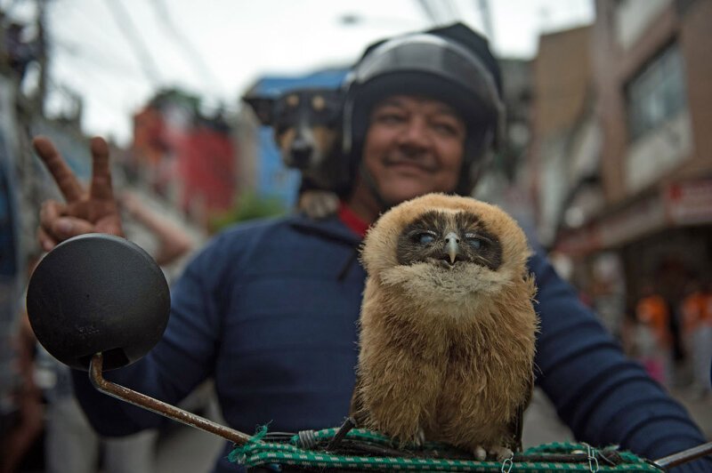 Хозяин ездит на мотоцикле со своей совой и собакой, Бразилия. Все довольны. (Фото Yasuyoshi Chiba):