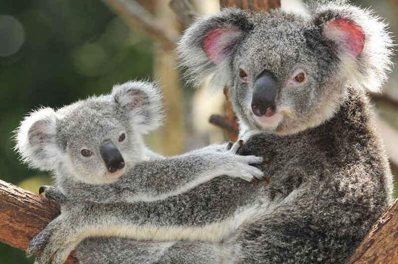Интересные факты о коалах – милых сумчатых животных