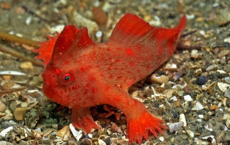 Обнаружена вторая популяция самой редкой в мире рыбы