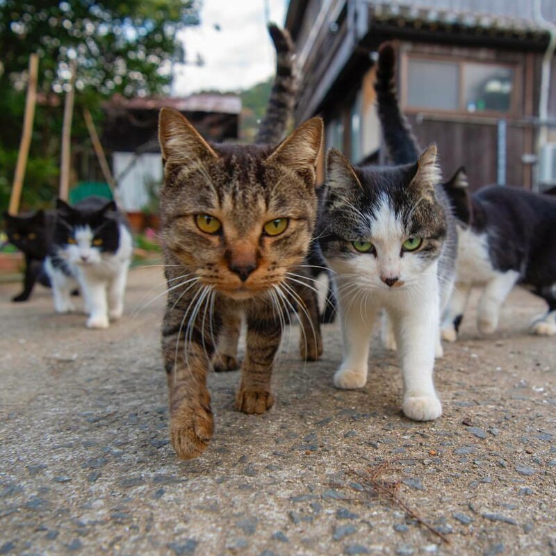 Колоритные уличные коты со всего мира