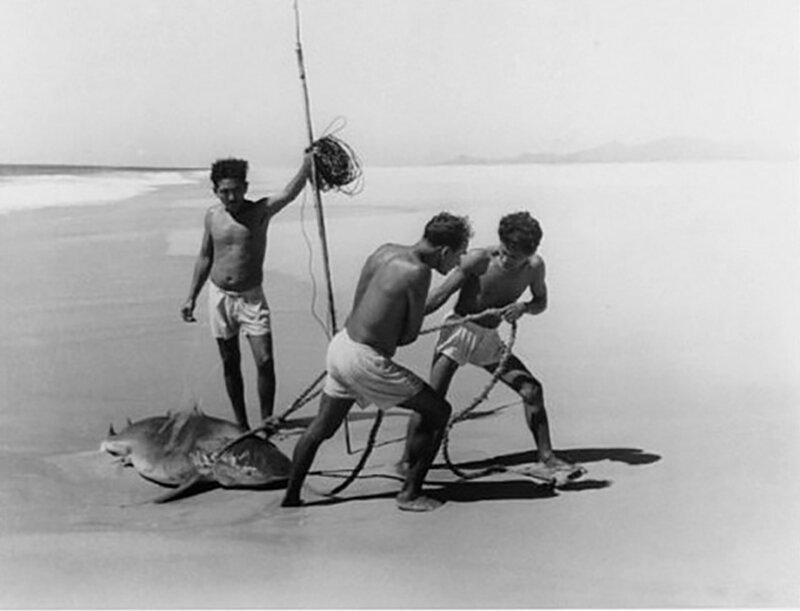Охотники за акулами. 1950 год. 