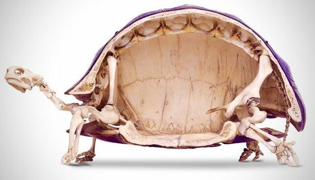 1. Поперечное сечение скелета черепахи