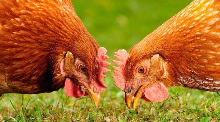 9. Курица-несушка сносит около 250 яиц в год