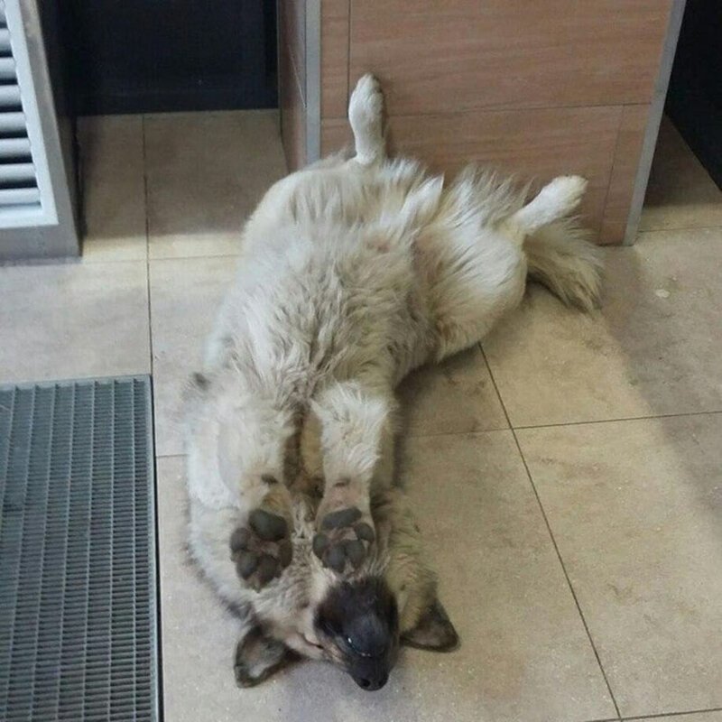Бездомный пёс Кефир из Соснового Бора, стал лучшей собакой России