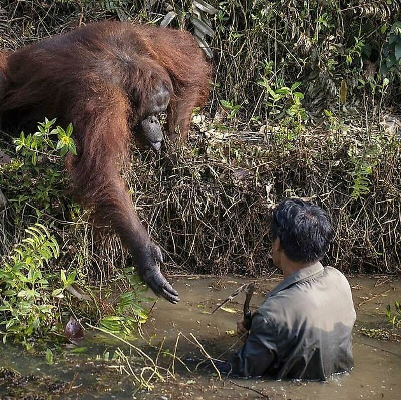 "Ну и зачем ты туда залез?": Орангутан протянул руку помощи