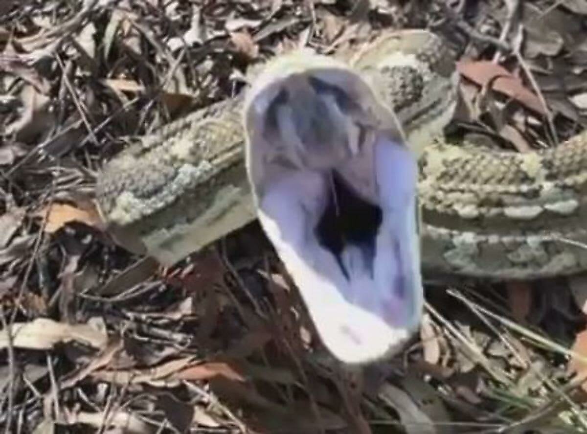 Нападение змей