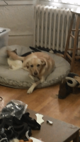 Закончится это когда-нибудь?