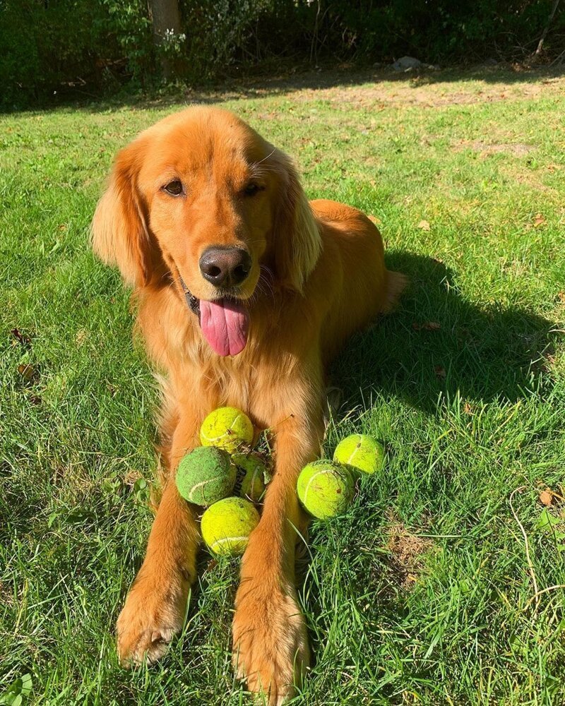 У этого весёлого пса есть страсть всей жизни — мячи!