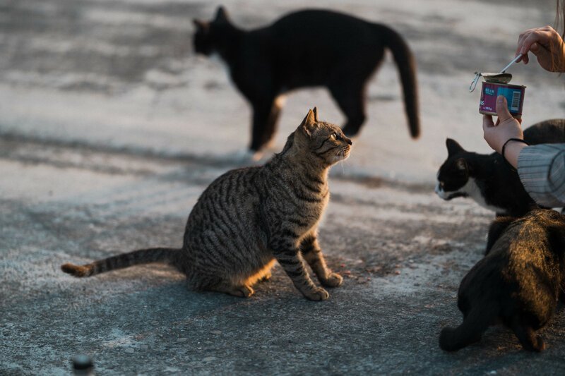 Колоритные уличные коты со всего мира