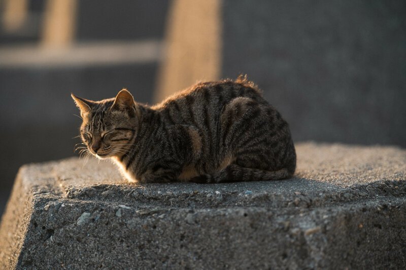 Колоритные уличные коты со всего мира