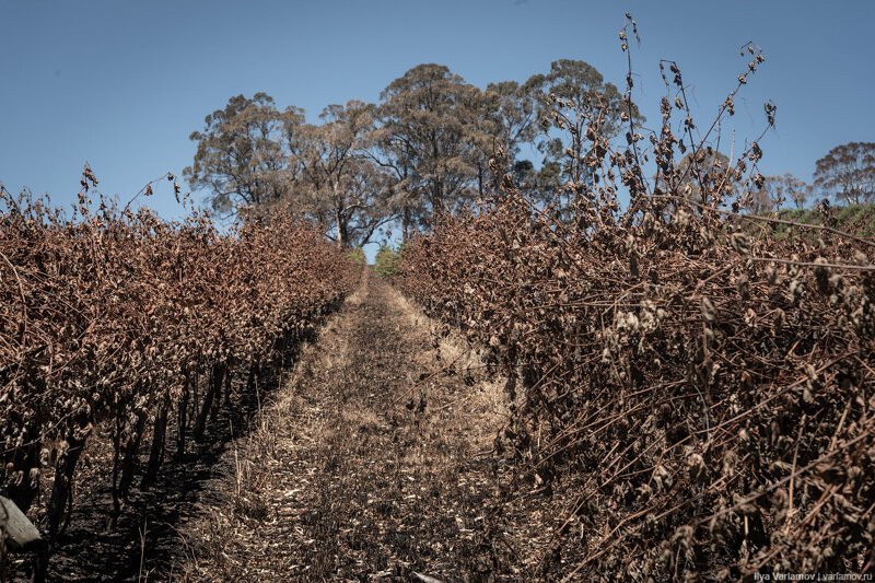 Можно ли пить австралийское вино после пожаров