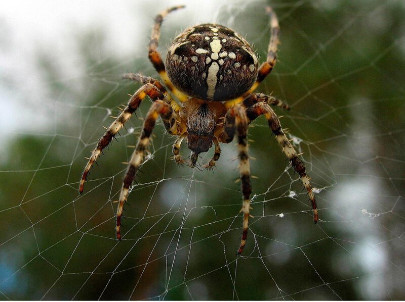 Что значит по примете паук на голове и других частях тела