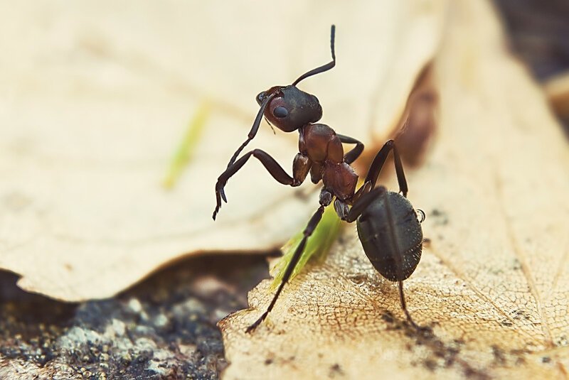 Оказывается, муравьи не любят работать, выяснили ученые