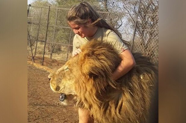 В ЮАР львы растерзали 21-летнюю девушку