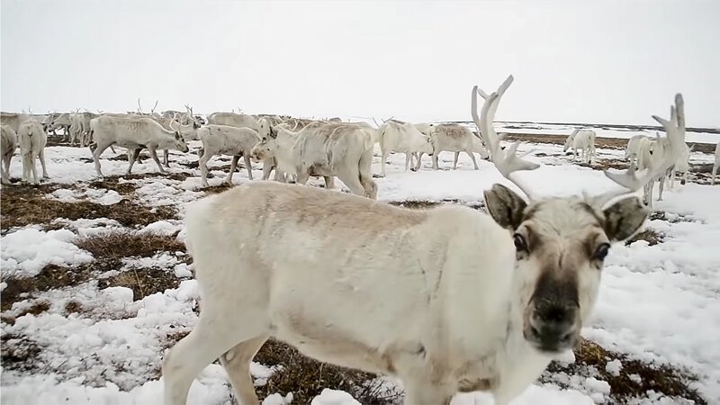 Ненцы. Между летом и зимой. 30-31 мая 2019