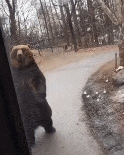 Медвежьи гифки
