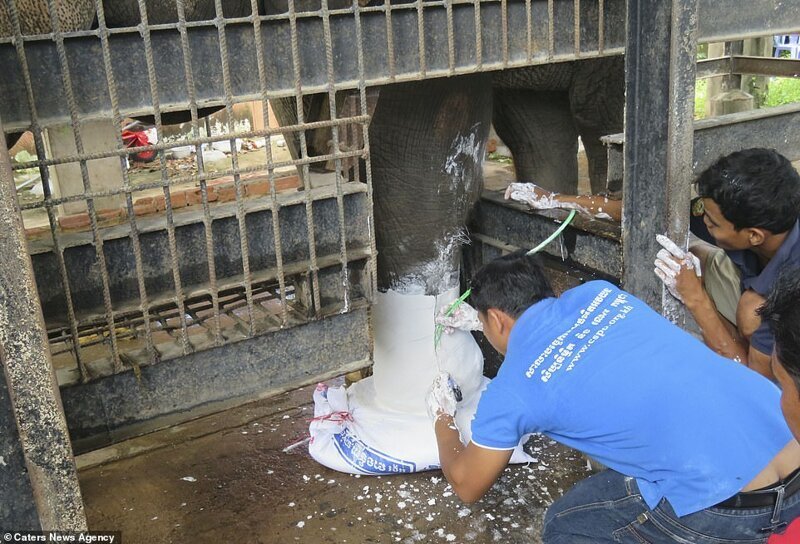 Камбоджийские ветеринары сконструировали протез для слона
