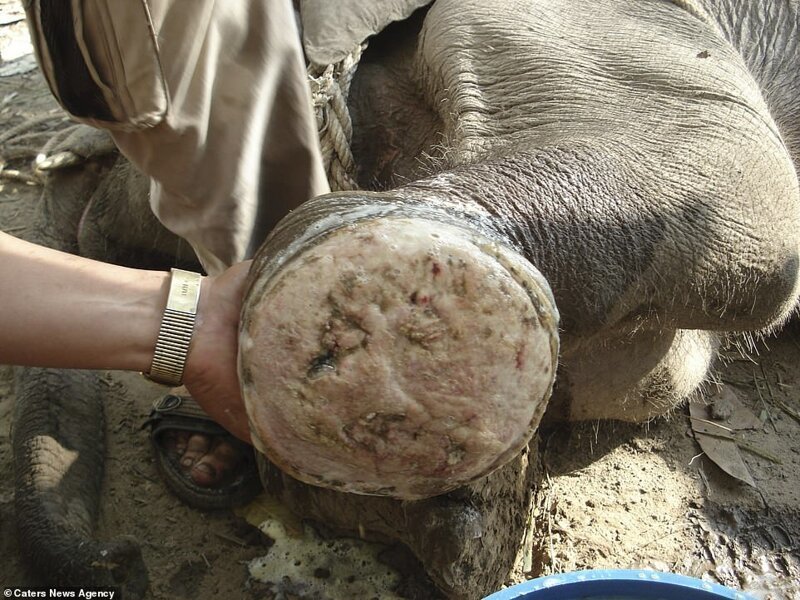 Камбоджийские ветеринары сконструировали протез для слона