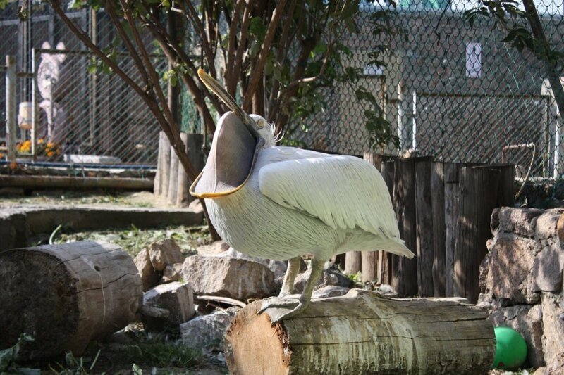 Нет, у пеликана всё хорошо — он просто зевает