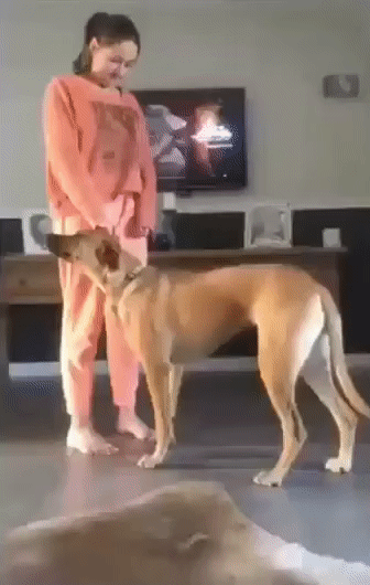 Как поведет себя собака, если вам станет плохо