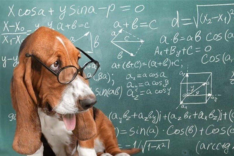 2. Собаки лучше в математике, чем вы думаете